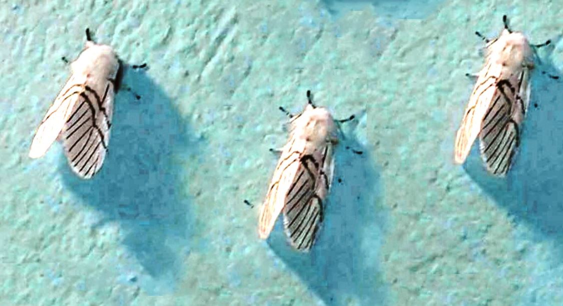 सचेत रहौँ शापुसँग आँखाको ज्योति गुम्न सक्छ